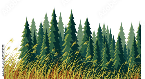 Golden wheat grass field in front of a dense pine forest border with landscape evergreen woodland coniferous wilderness illustration
