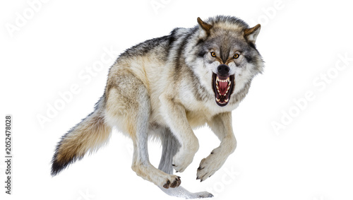 Fotografija Aggressive wolf snarling with open mouth and sharp teeth