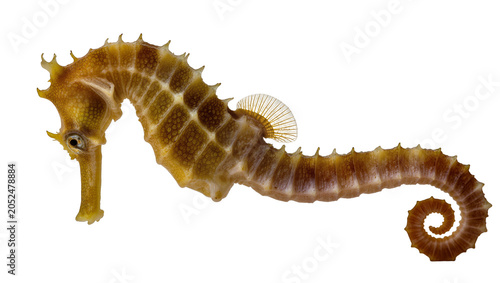 Schilderij op canvas Brown seahorse with curled tail and dorsal fin