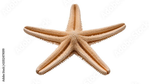 Obraz na plátně Beige starfish with five arms and textured surface
