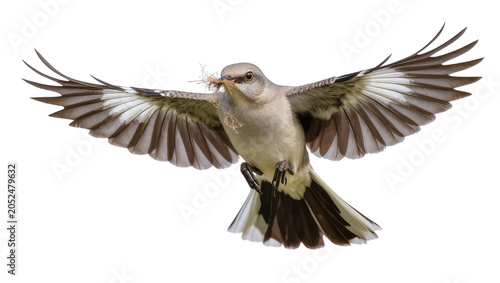 Fotografie Northern Mockingbird in flight with nesting material in beak