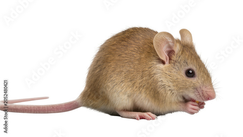 Bild auf Leinwand Small brown mouse eating a yellow seed