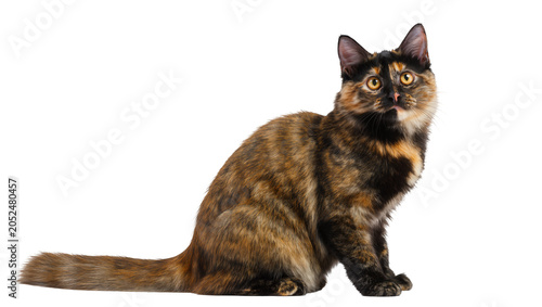 Tableau sur toile Tortoiseshell cat sitting with alert expression