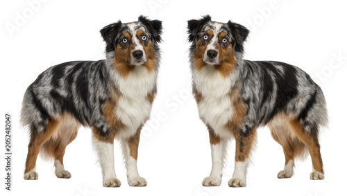 Obraz na plátně Two Australian Shepherd dogs with blue eyes and merle coats