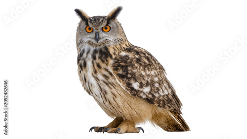 Photography Eurasian eagle-owl with bright orange eyes and feathered ear tufts