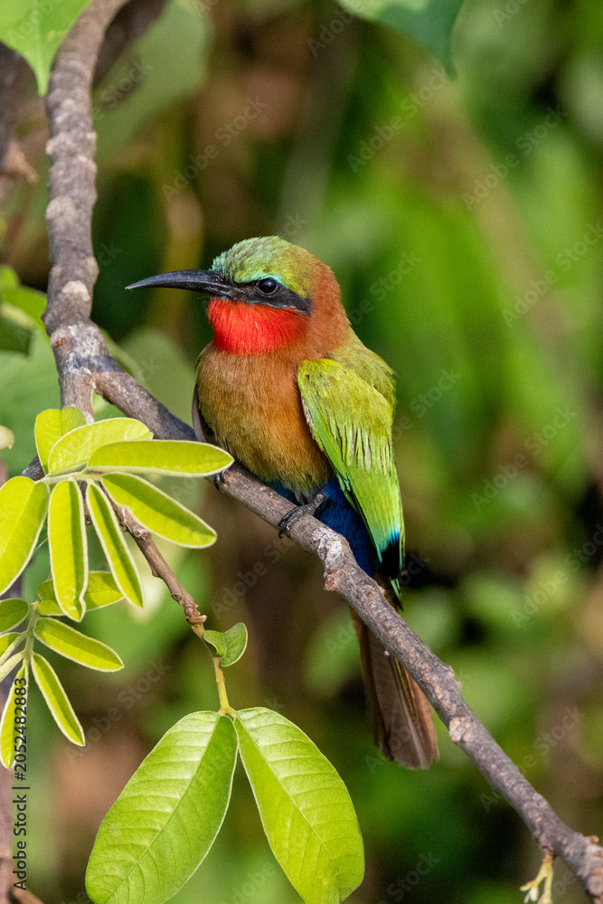 Fototapeta premium Ruby-Throated Bee Eater Bird Uganda Safari 
