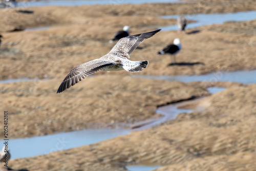 seagull in flight