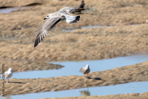 seagull in flight