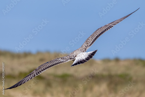 osprey in flight