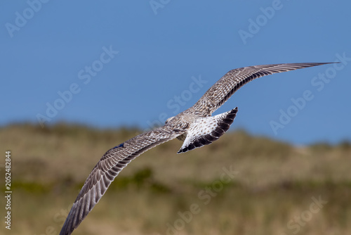 osprey in flight