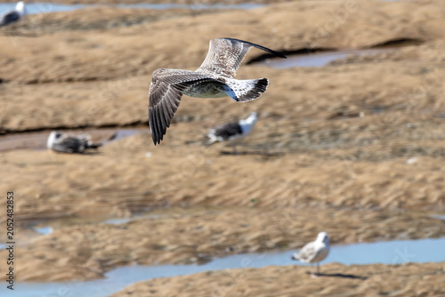 seagull in flight