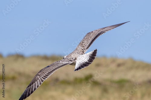 vulture in flight