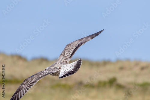 vulture in flight
