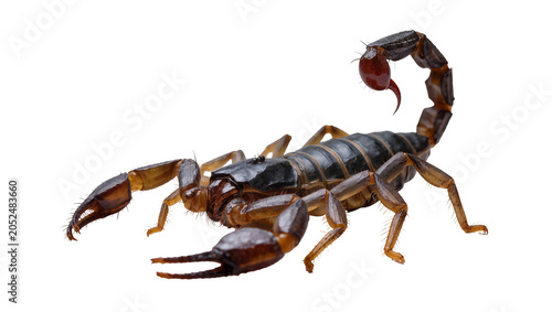 Foto Scorpion with raised tail and claws on white