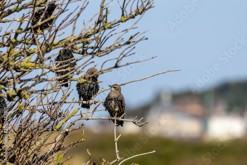 bird on a branch