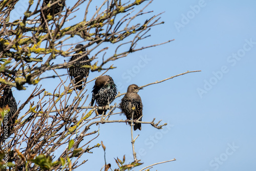 vulture on tree