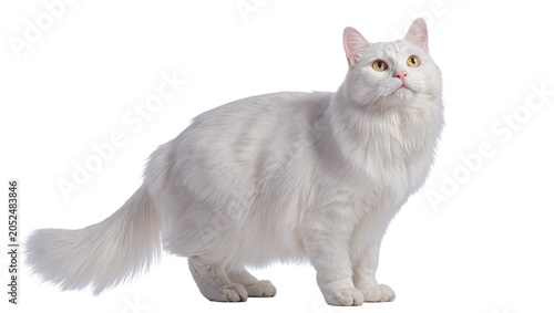 Tableau sur toile White fluffy cat with yellow eyes looking up