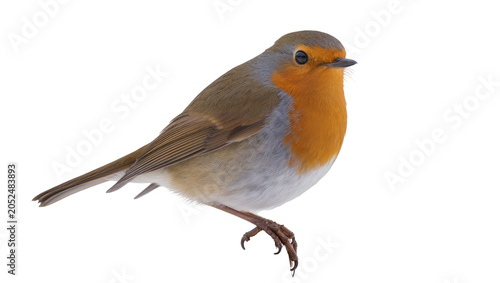 Photos European Robin bird with orange breast and grey head