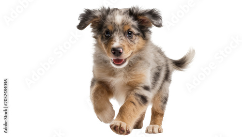 Fotografía Australian Shepherd Puppy Running