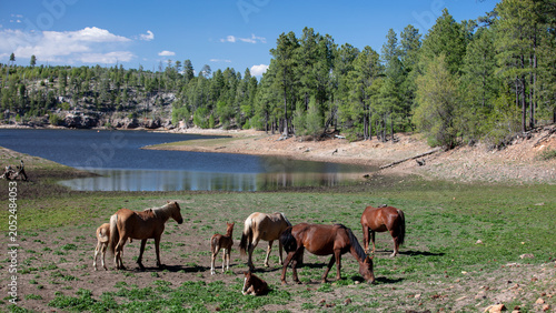 Photos Grazing herd of wild horses at Black Canyon Lake near Heber Arizona United State
