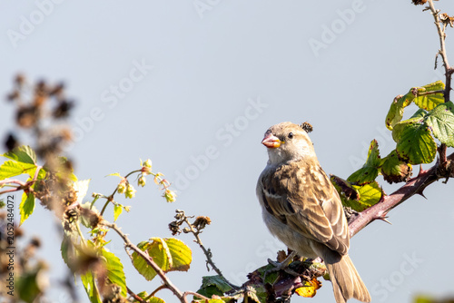 red tailed hawk
