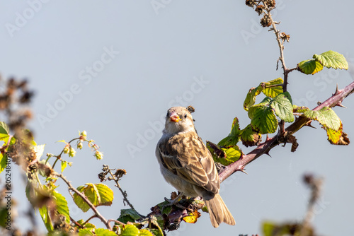 bird on a branch