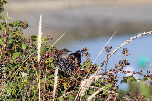 bird in the grass