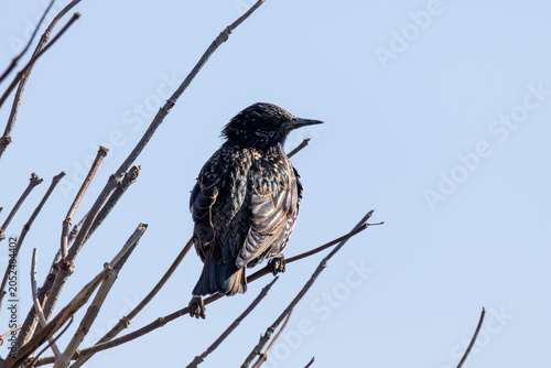 blackbird on a branch