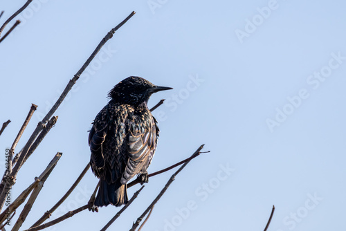 blackbird on a branch