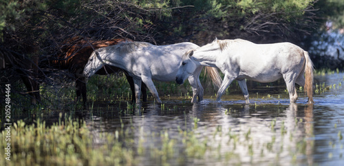 Slika na platnu A band of white wild Salt River mustangs cooling off and drinking at the water's
