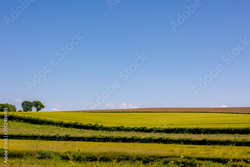 Foto Summer landscape, Terrain of hilly countryside in Zuid-Limburg, Farmland with ba