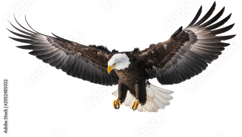 Foto Bald eagle with wings spread wide, descending
