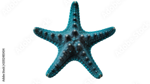Quadro su tela Blue starfish with textured skin and raised bumps