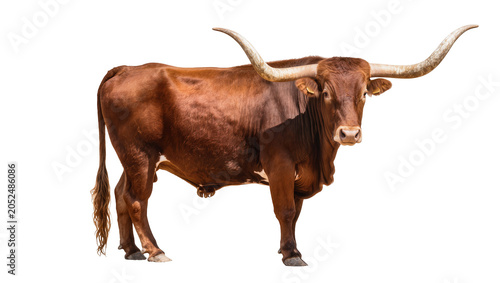 Konstfotografi Brown Texas Longhorn Bull with Long Curved Horns