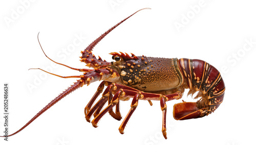 Принти на полотні Spiny Lobster Crustacean with Long Antennae and Claws