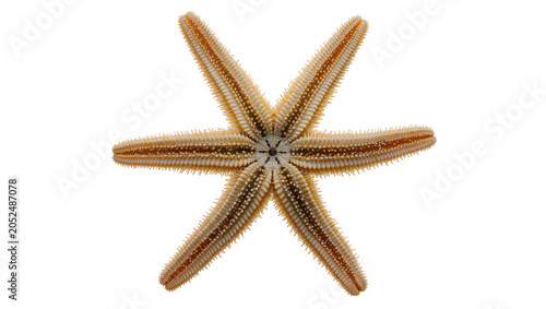 Foto Six-legged starfish with brown and white pattern