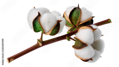 Φωτογραφία Cotton plant branch with fluffy white bolls and green sepals