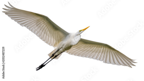 Bilde på lerret Great Egret bird flying with wings spread wide
