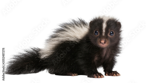 Obraz na plátně Baby skunk with black and white fur