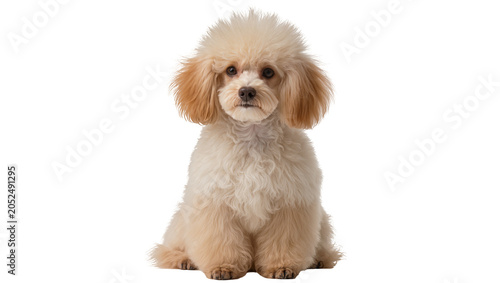 Tableau sur toile Cream poodle puppy sitting attentively fluffy fur, cute face