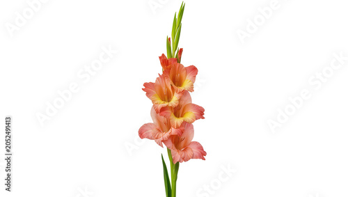 Fotografie Pink and yellow gladiolus flower stalk with green leaves
