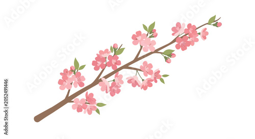 Cherry blossom branch with pink flowers and green leaves isolated on white background
