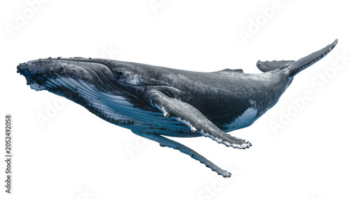 Foto Humpback whale swimming with pectoral fins extended