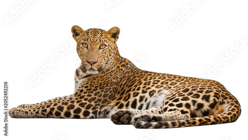 Canvas Print Leopard lying down with spotted fur and yellow eyes