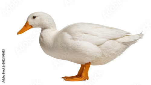 Foto White domestic duck with orange beak and feet