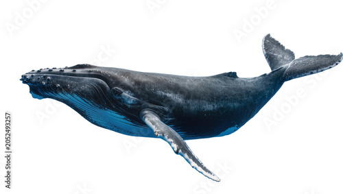 Foto Humpback whale swimming, detailed view of fins and body