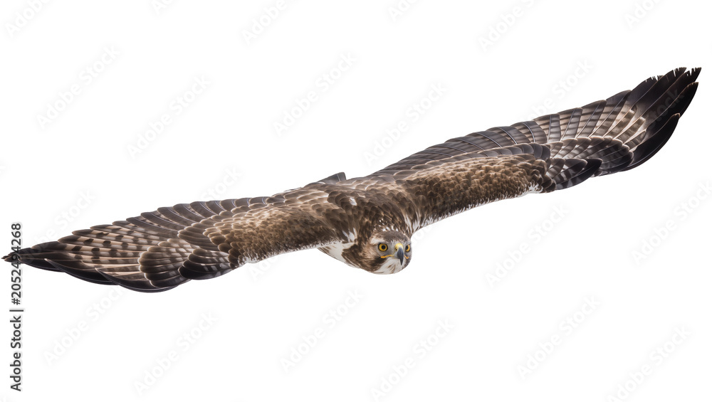 Fototapeta premium Bird of prey with wings spread wide in flight
