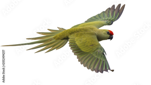 Εκτύπωση καμβά Green parrot with red head flying with wings spread