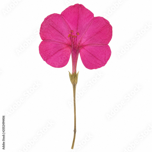 Mirabilis jalapa flower pressed on white background