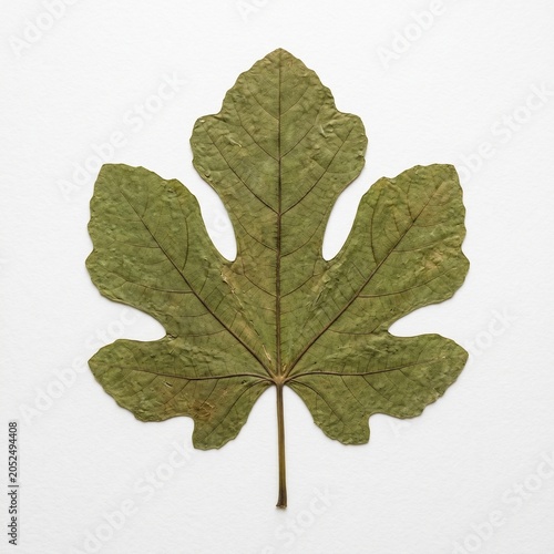 pressed fig leaf on white background